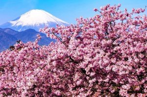 丹沢 松田山 河津桜